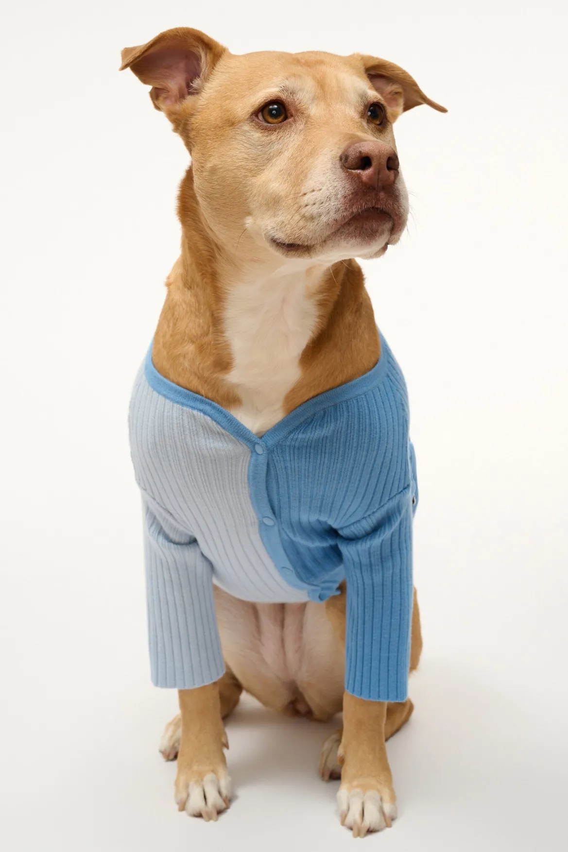 PET SHOKO SWEATER | PERIWINKLE MULTI