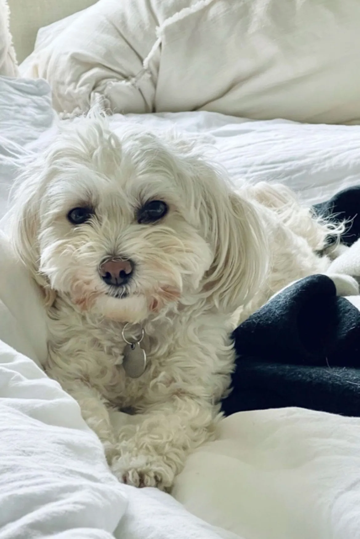 STAUD CUSTOM KAIA SHOULDER BAG | TAN